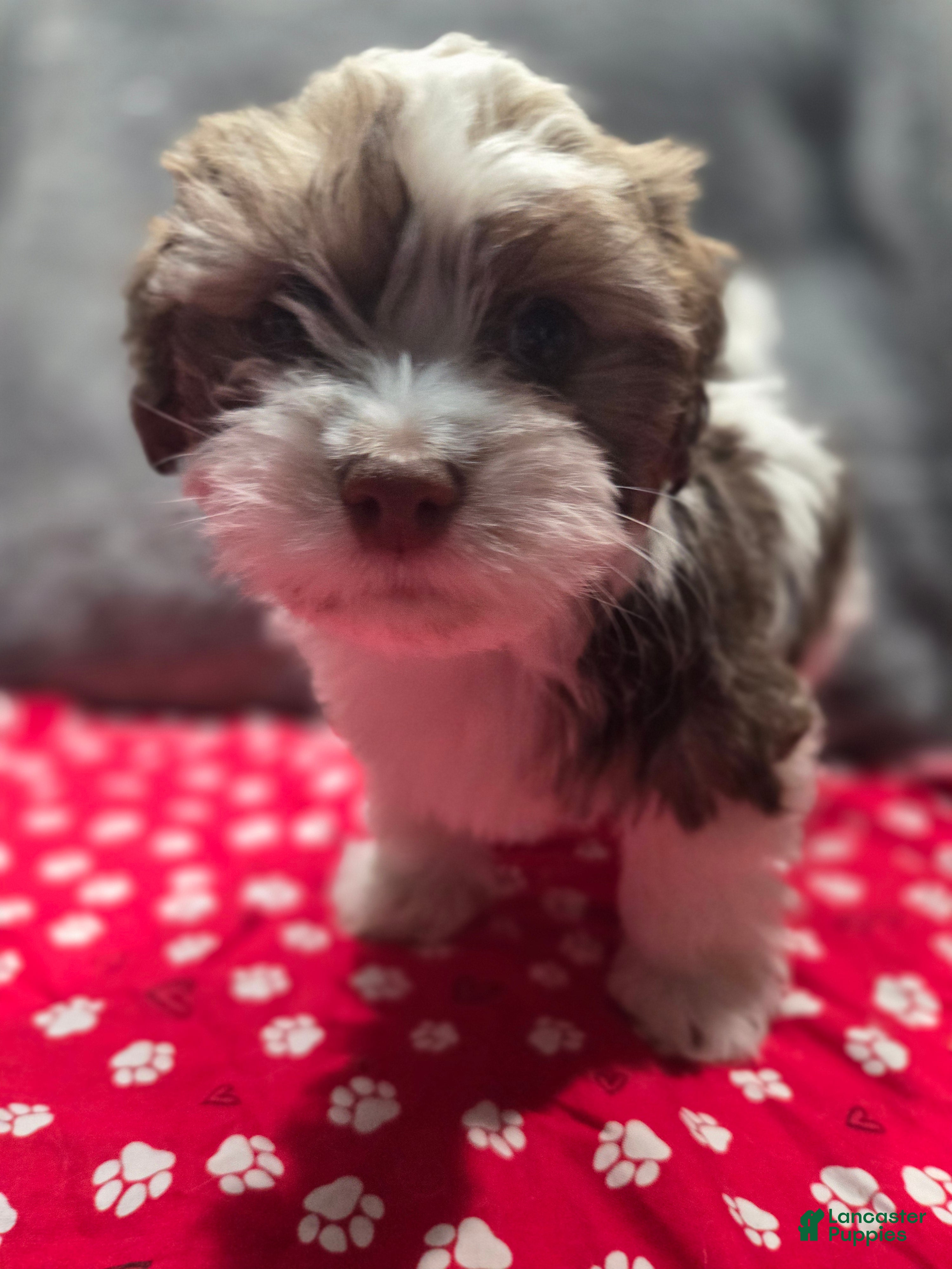 Havanese dogs Havanese Puppy 1-Archer - Ad 22