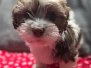 Havanese dogs Havanese Puppy 1-Archer - Ad 22