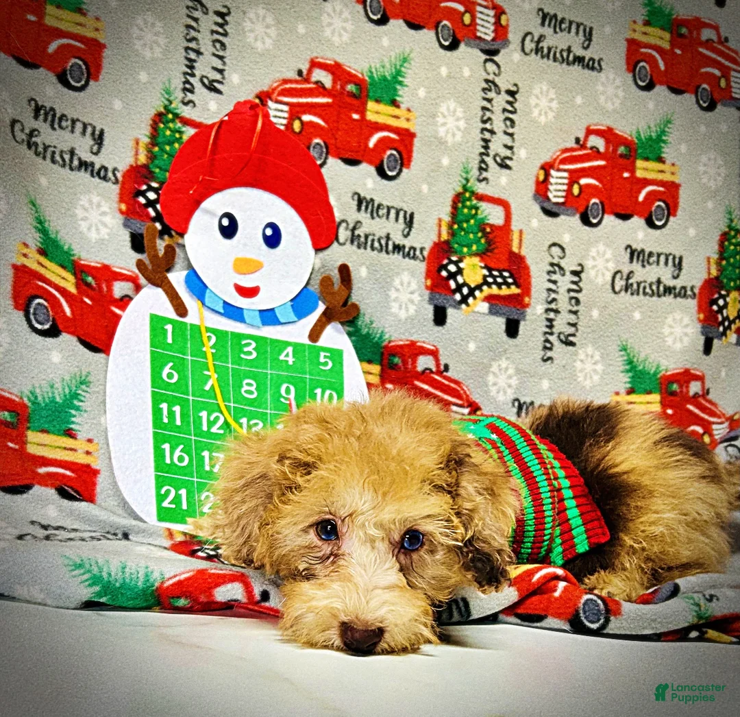 Havapoo dogs for sale: Yummy - Ad 3