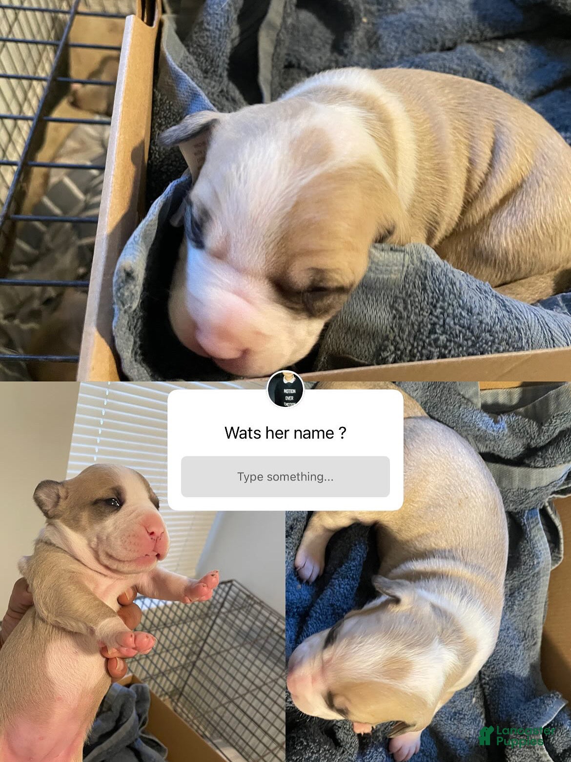 American Bully dogs American Bully Puppy 4 - Ad 3