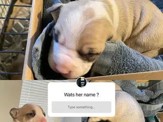 American Bully dogs American Bully Puppy 4 - Ad 3