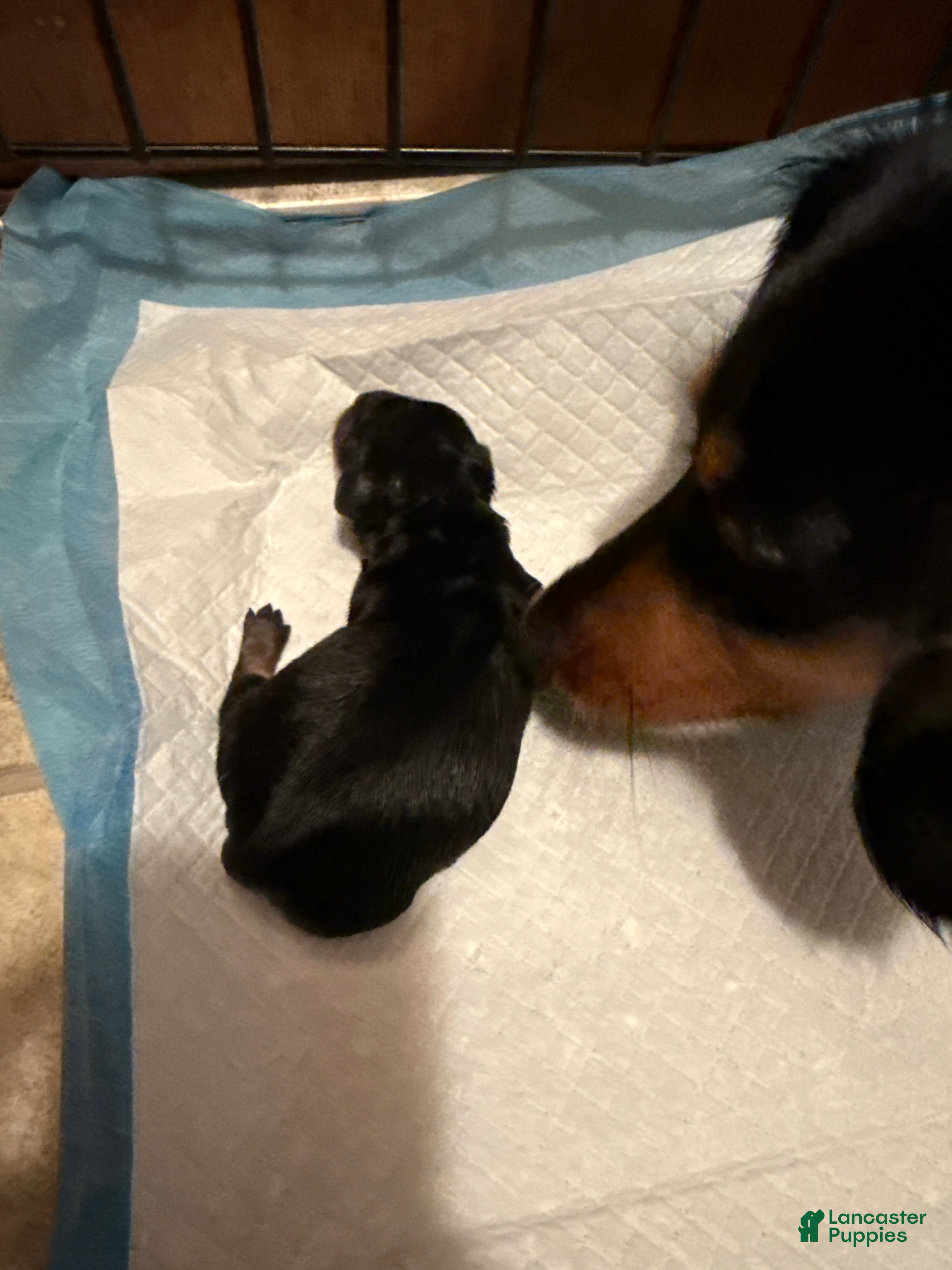 Miniature Dachshund dogs for sale: Miniature Dachshund Puppy 2 - Ad 2