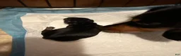Miniature Dachshund dogs for sale: Miniature Dachshund Puppy 2 - Ad 1
