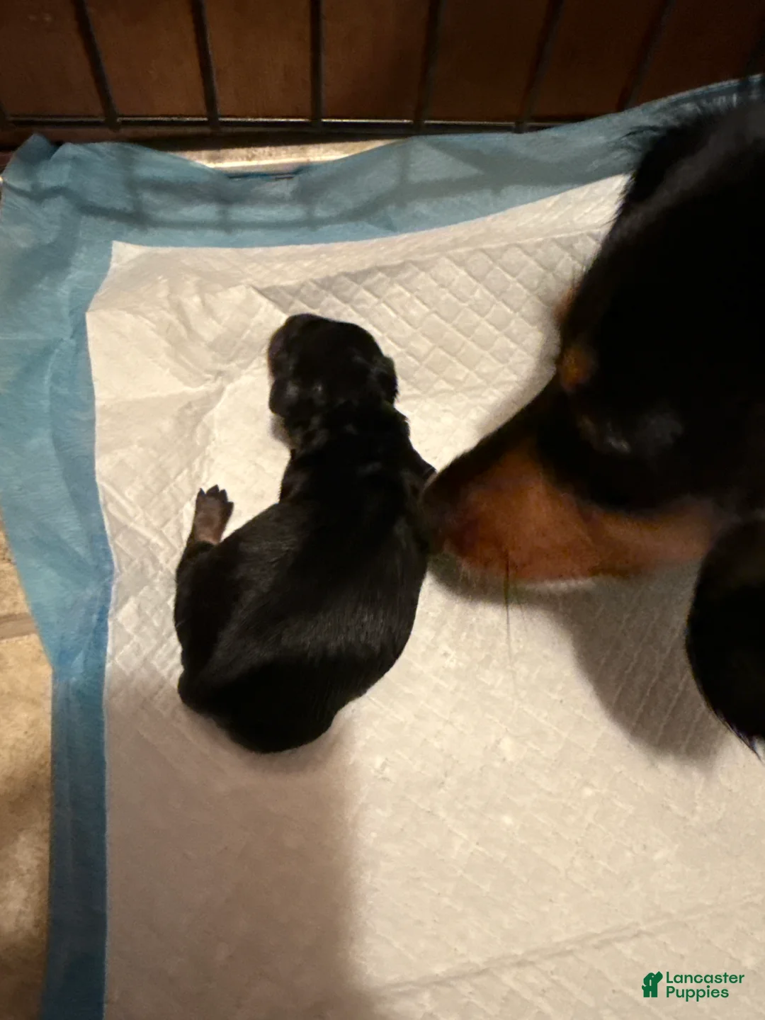Miniature Dachshund dogs for sale: Miniature Dachshund Puppy 2 - Ad 1