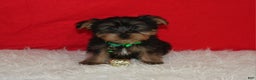 Yorkshire Terrier dogs for sale: Dustin - Ad 14