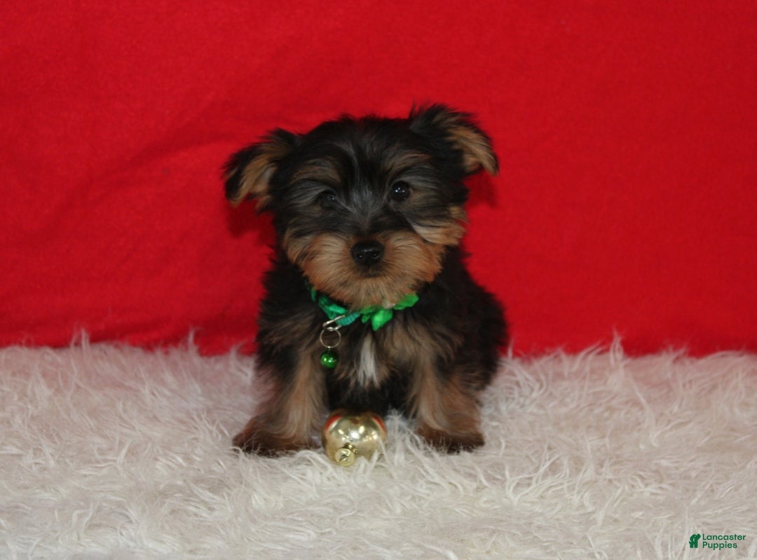 Yorkshire Terrier dogs for sale: Dustin - Ad 14