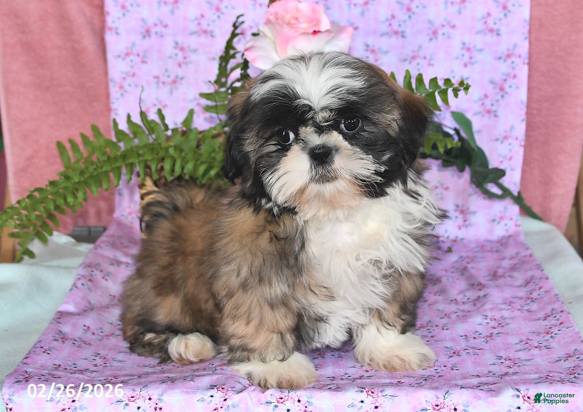 Shih Tzu dogs Beauty - Ad 1