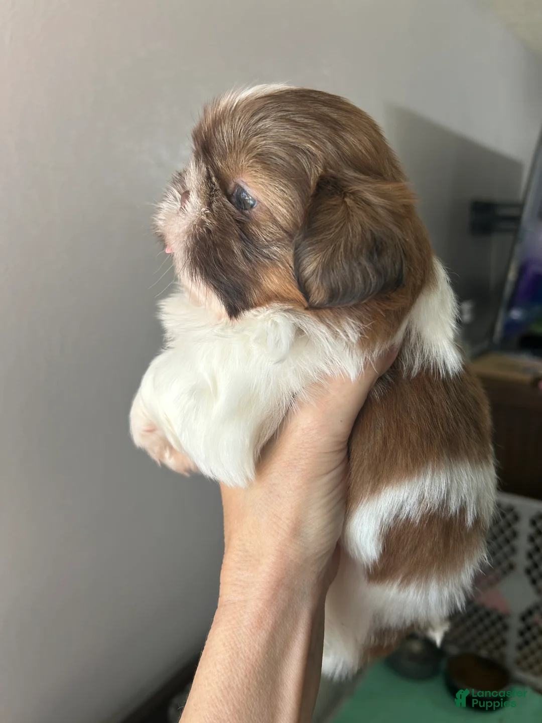Shih Tzu dogs for sale: Shih Tzu 2 - Ad 2