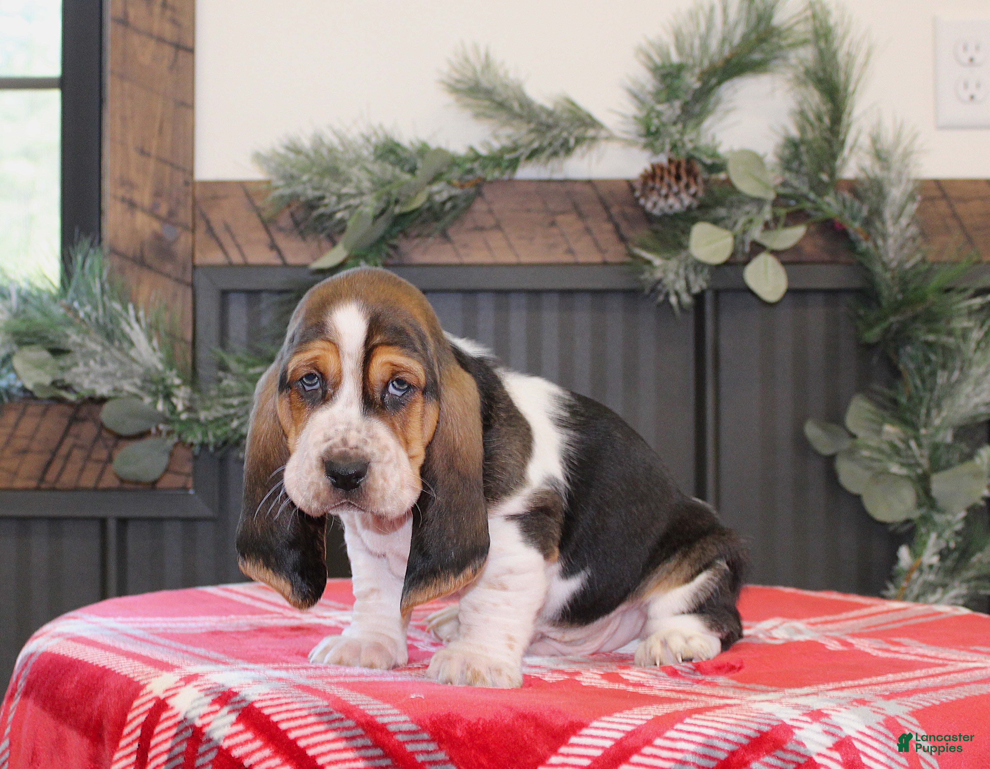 Basset Hound dogs Smokey - Ad 4