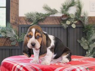 Basset Hound dogs Smokey - Ad 2