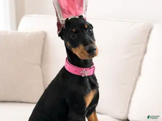 Doberman Pinscher dogs Doberman cropped girl 4 - Ad 36