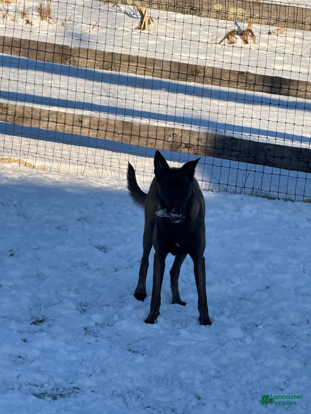 Belgian Malinois dogs for sale: Belgian Malinois Puppy  - Ad 3