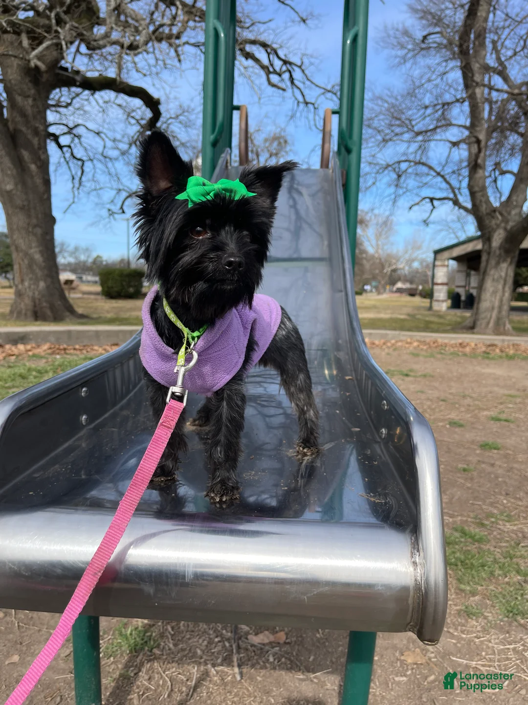 Yorkshire Terrier dogs for sale: KB Black 5 pound Mia - Ad 6