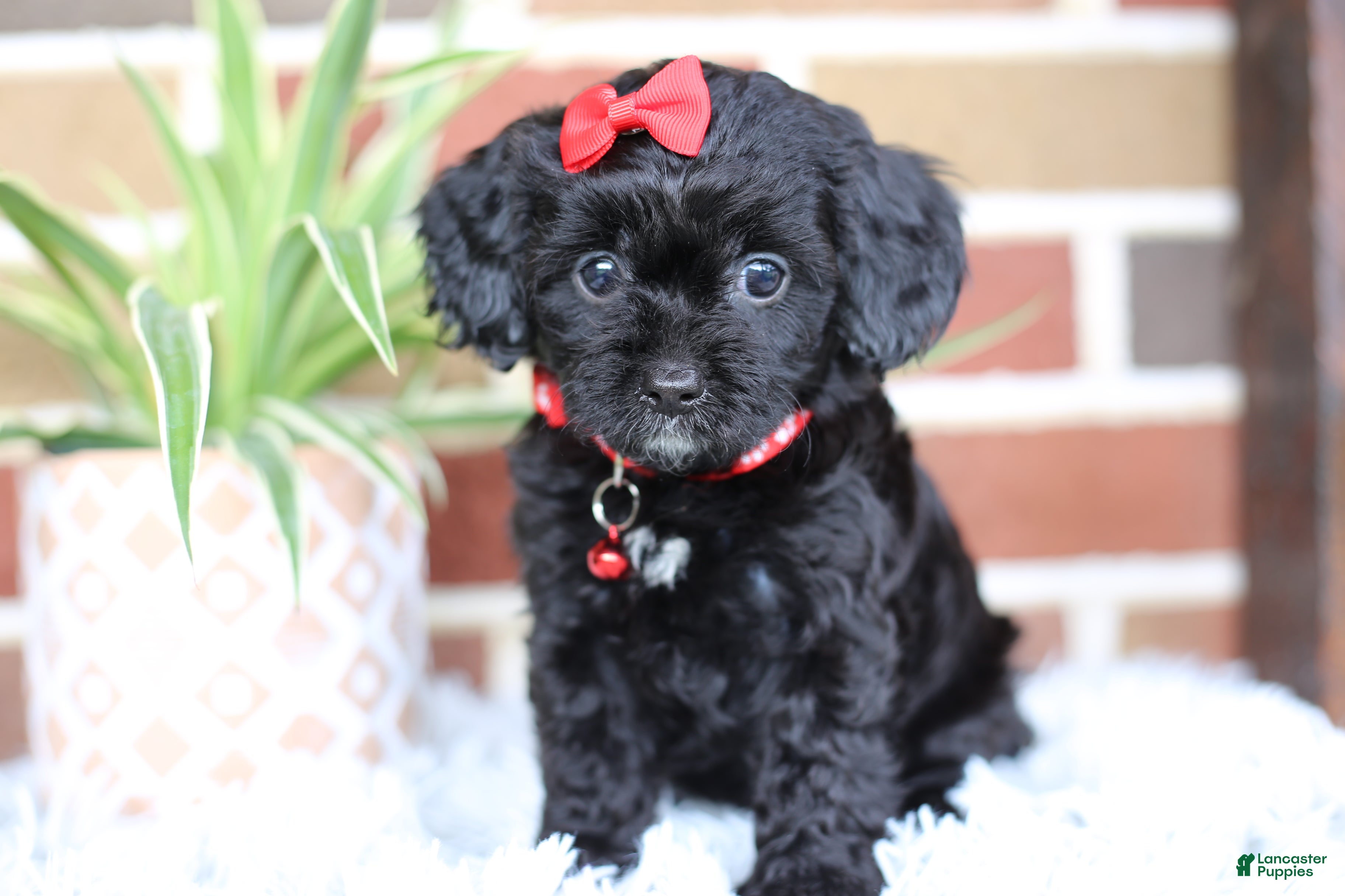 Cavapoo dogs Coco - Ad 2