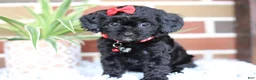 Cavapoo dogs for sale: Coco - Ad 2