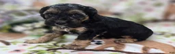 Cockapoo dogs for sale: Batty - Ad 18