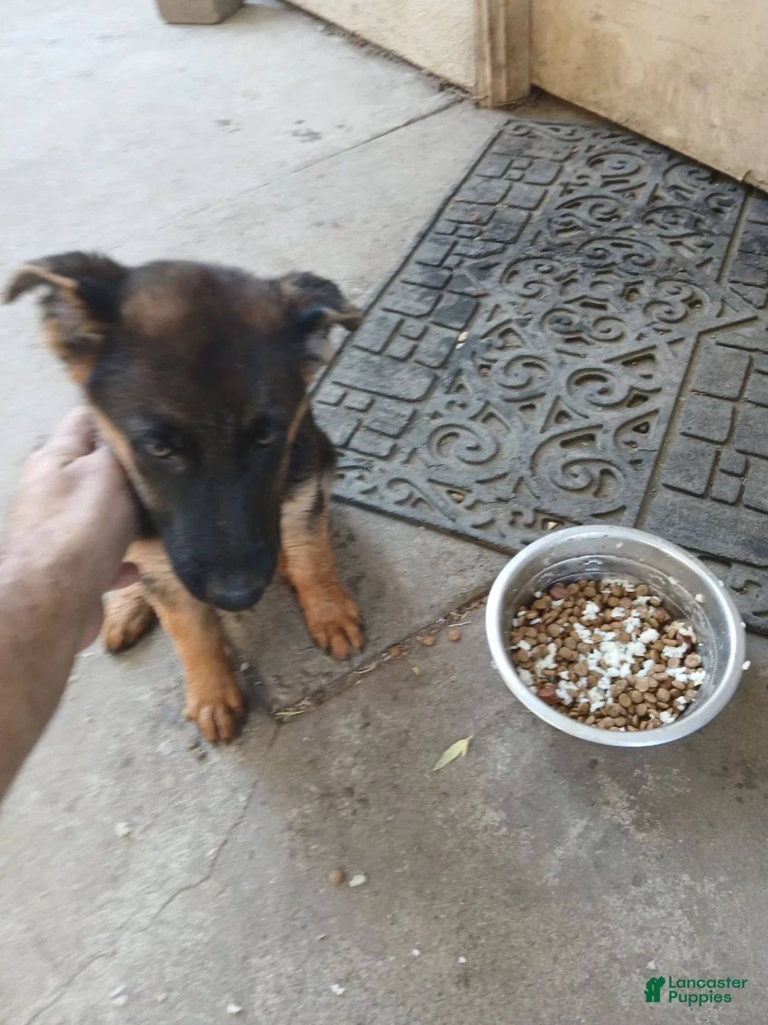 German Shepherd dogs for sale: Ruby - Ad 1