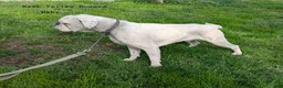 Boxer dogs for sale: Cassy - Champ lines - Ad 4