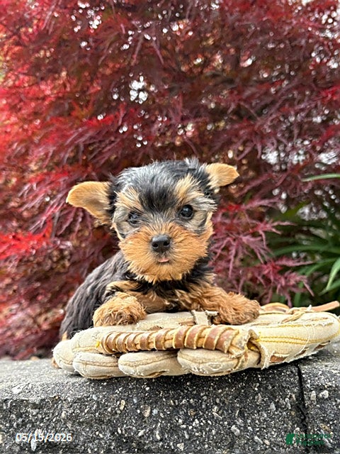 Yorkshire Terrier dogs Jax - Ad 1