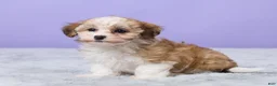 Maltipoo dogs for sale: Heidi - Ad 5