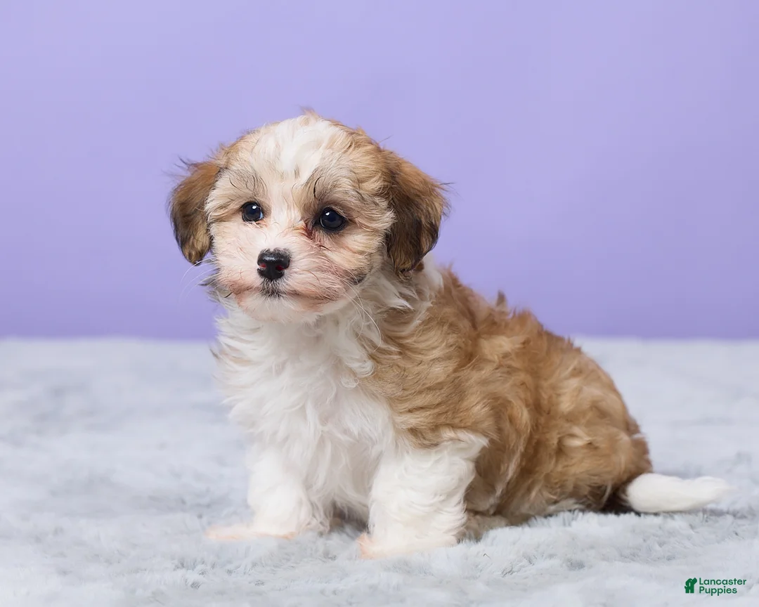 Maltipoo dogs for sale: Heidi - Ad 5