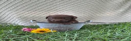 Labrador Retriever dogs for sale: Labrador Retriever 9 - Ad 1