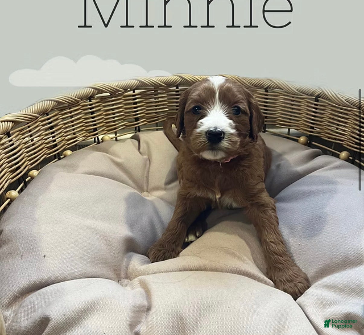 Goldendoodle dogs Minnie - Ad 19