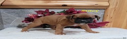 Boxer dogs for sale: Stacy - Ad 1