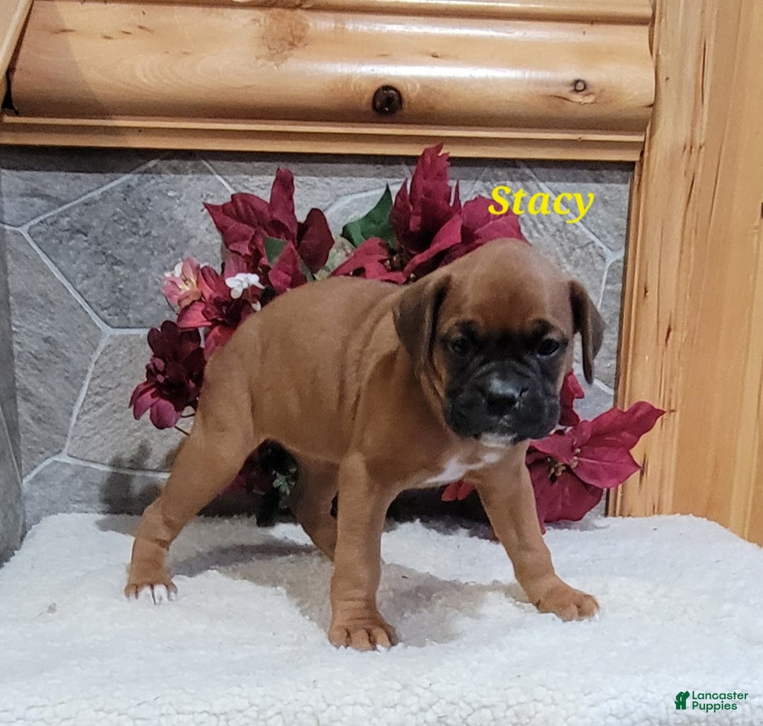 Boxer dogs for sale: Stacy - Ad 1