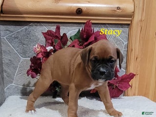 Boxer dogs Stacy - Ad 8