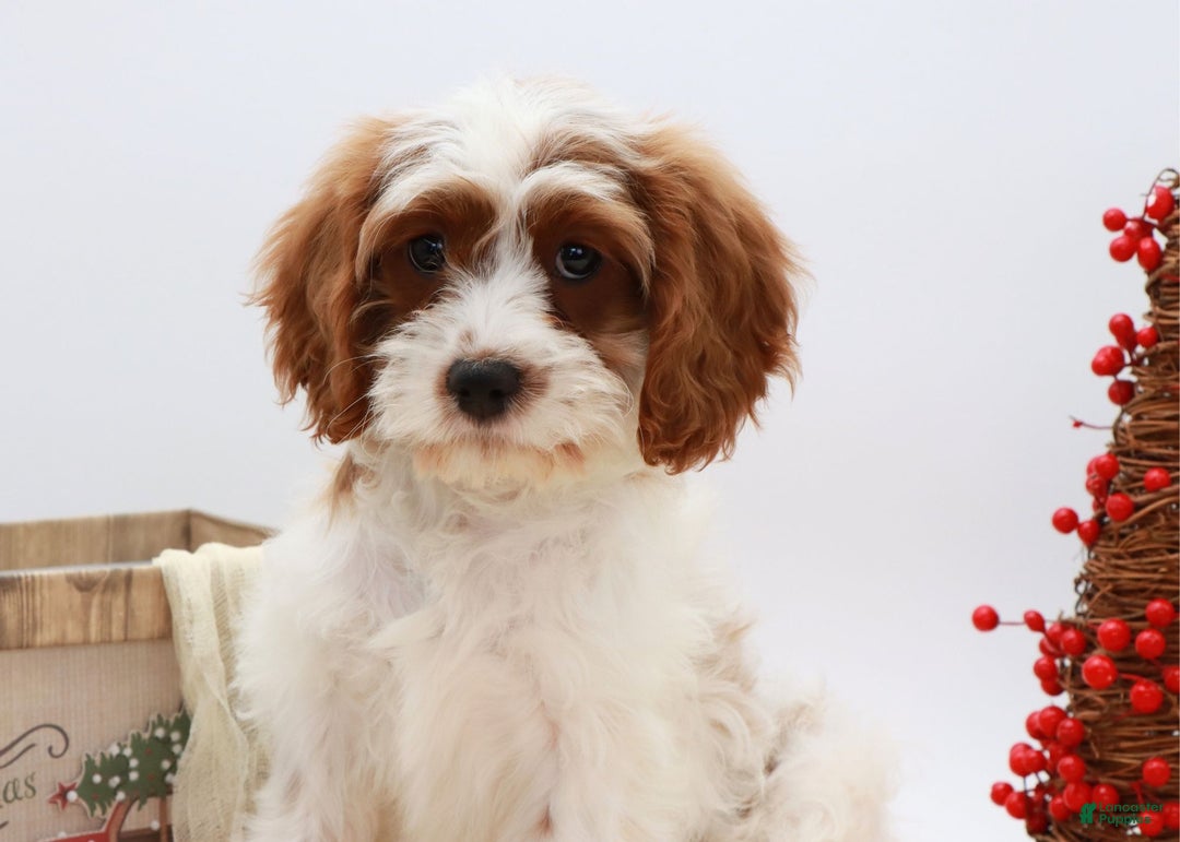 Cavapoo dogs for sale: Jetta - Ad 9
