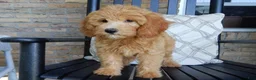 Mini Goldendoodle dogs for sale: Peaches - Ad 6