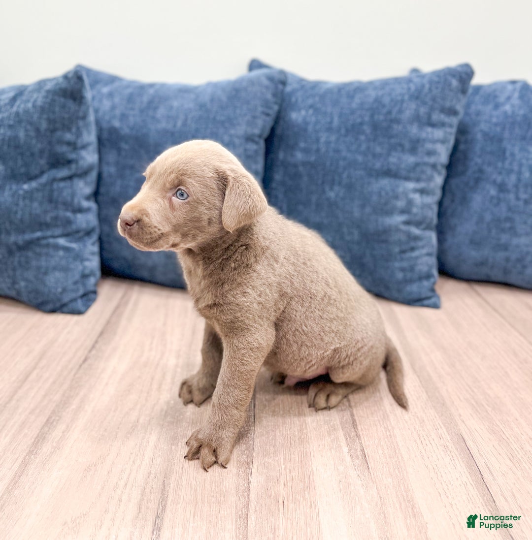 Labrador Retriever dogs for sale: Dusty - Ad 4