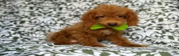 Cockapoo dogs for sale: Prince - Ad 7