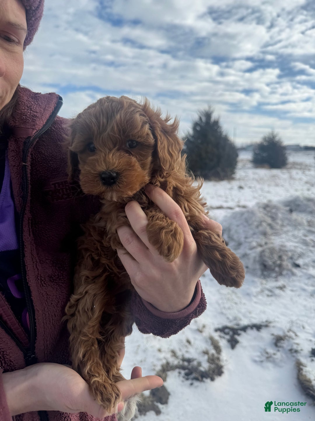 Mini Goldendoodle dogs for sale: Mini Goldendoodle Puppy 3 - Ad 4
