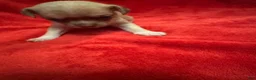 Chihuahua dogs for sale: Chihuahua 2 - Ad 1