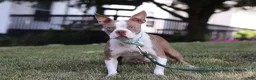 Boston Terrier dogs for sale: Bradie - Ad 9