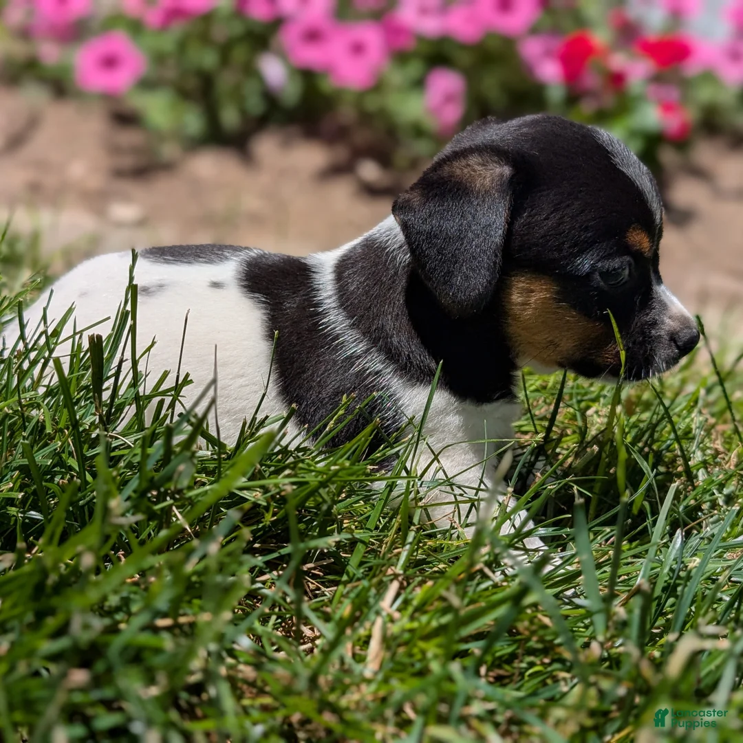 Jack Russell Terrier dogs for sale: King - Ad 1