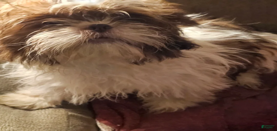 Gallery Image {{count}}