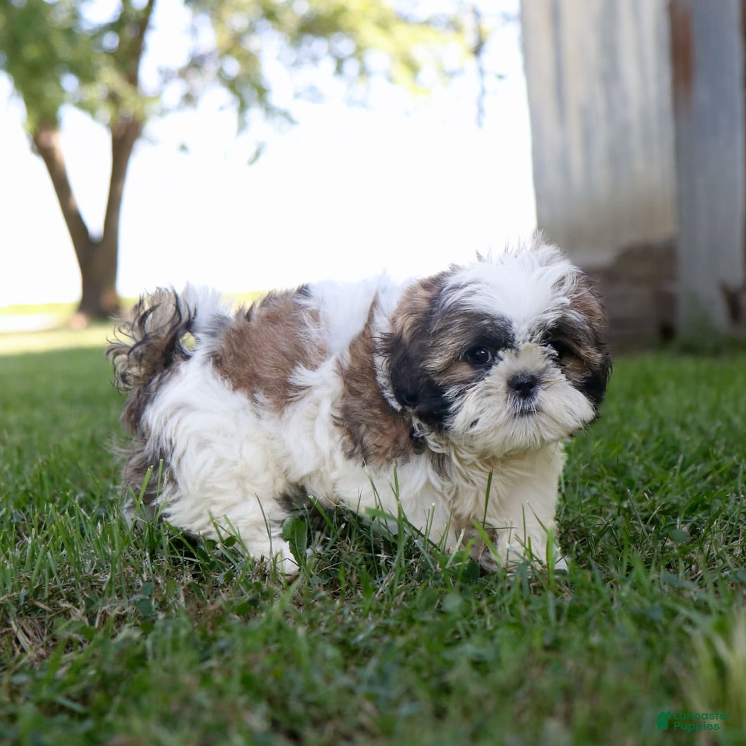 Shih Tzu dogs for sale: Cash - Ad 13