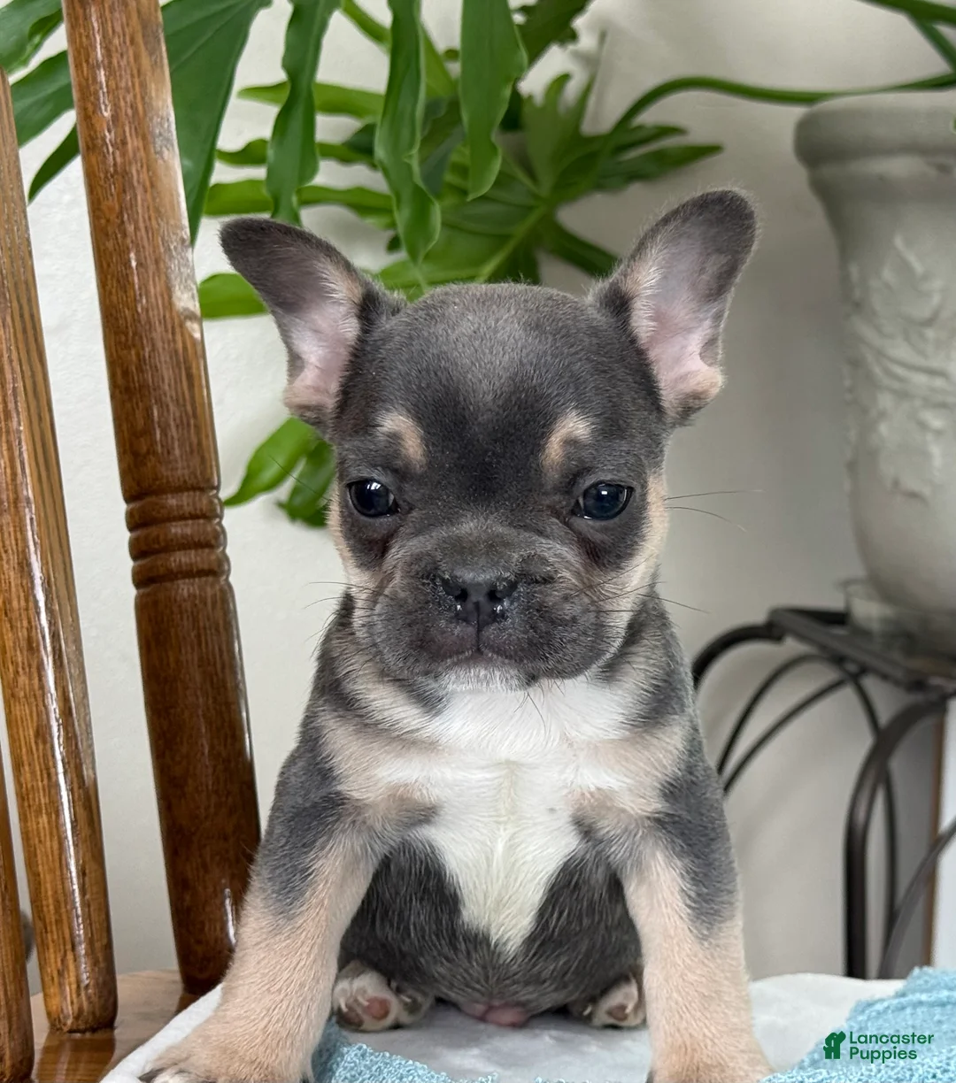 French Bulldog dogs for sale: Wyatt - Ad 10