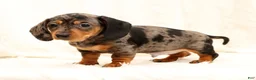 Miniature Dachshund dogs for sale: Nemo - Ad 4