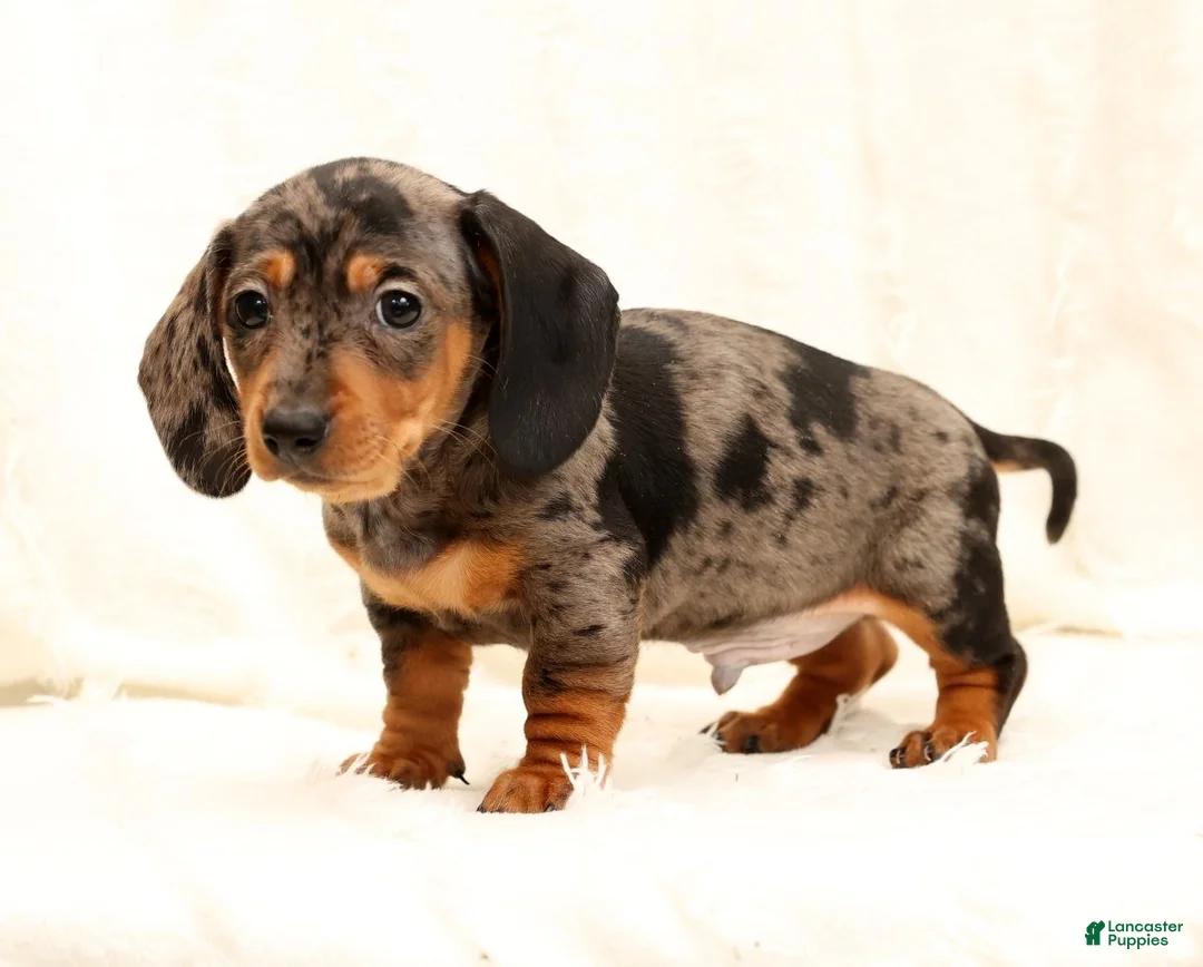 Miniature Dachshund dogs for sale: Nemo - Ad 4