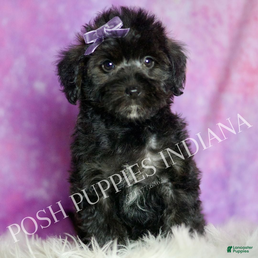 Mixed Breed dogs Razzle - Ad 2