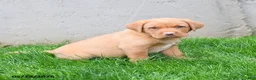 Labrador Retriever dogs for sale: Elroy  - Ad 4