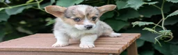 Welsh Corgi Pembroke dogs for sale: Jace - Ad 5