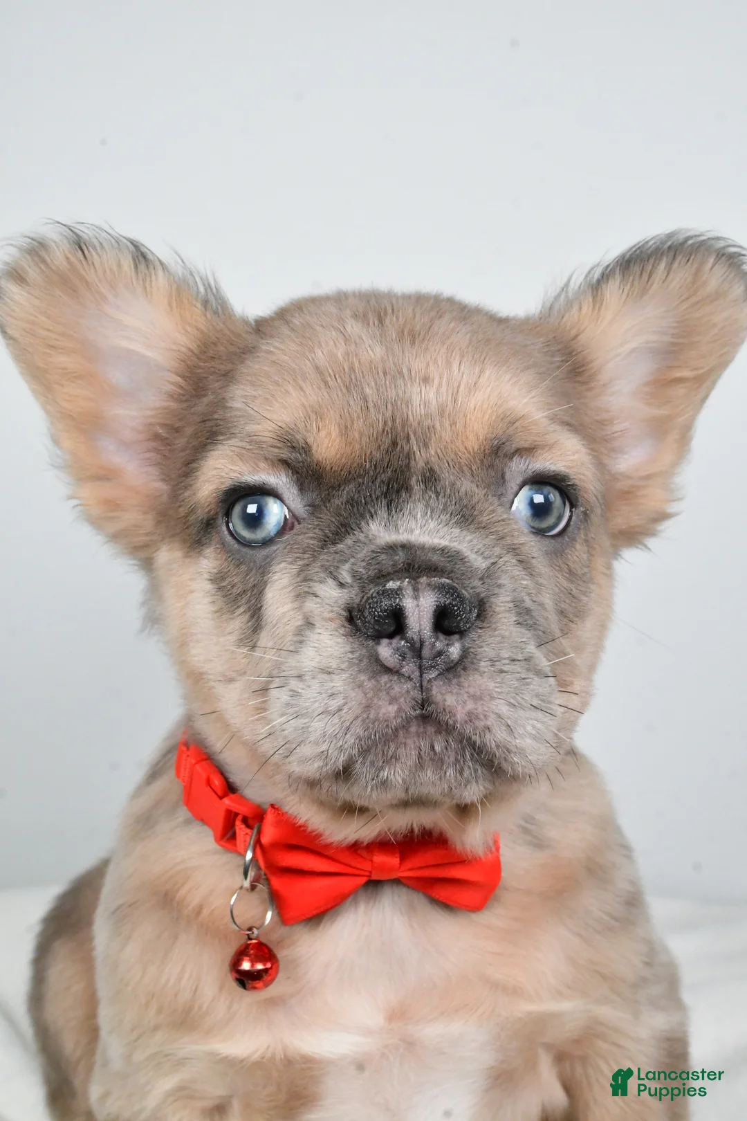 French Bulldog dogs for sale: Chester - Ad 5