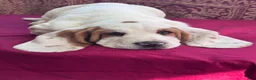 Basset Hound dogs for sale: Dottie - Ad 4