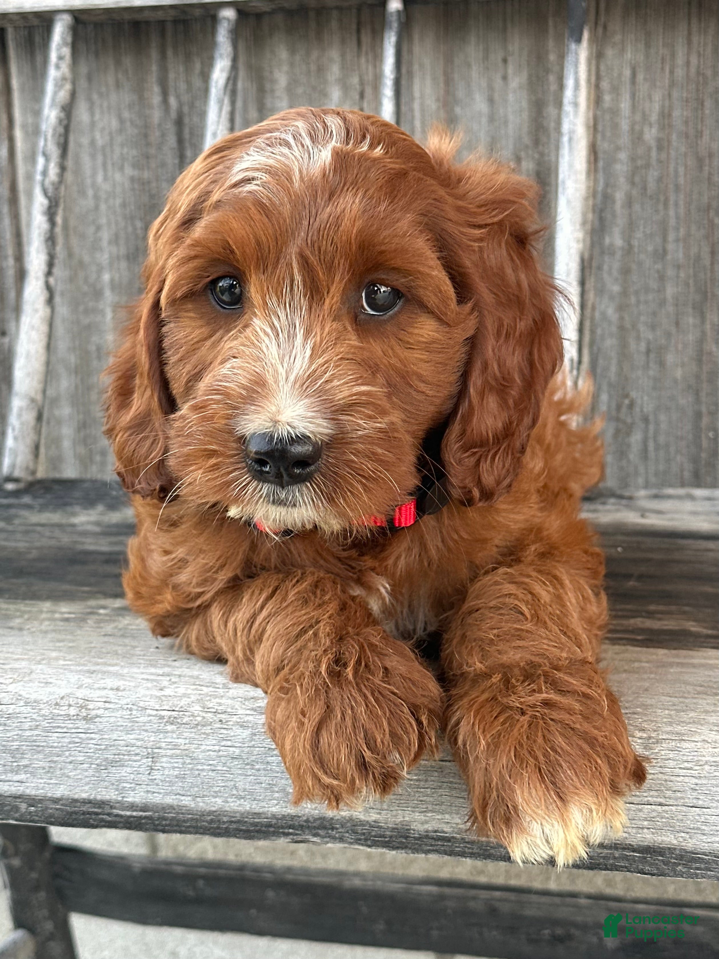 Irish Doodle dogs Hazel - Ad 2