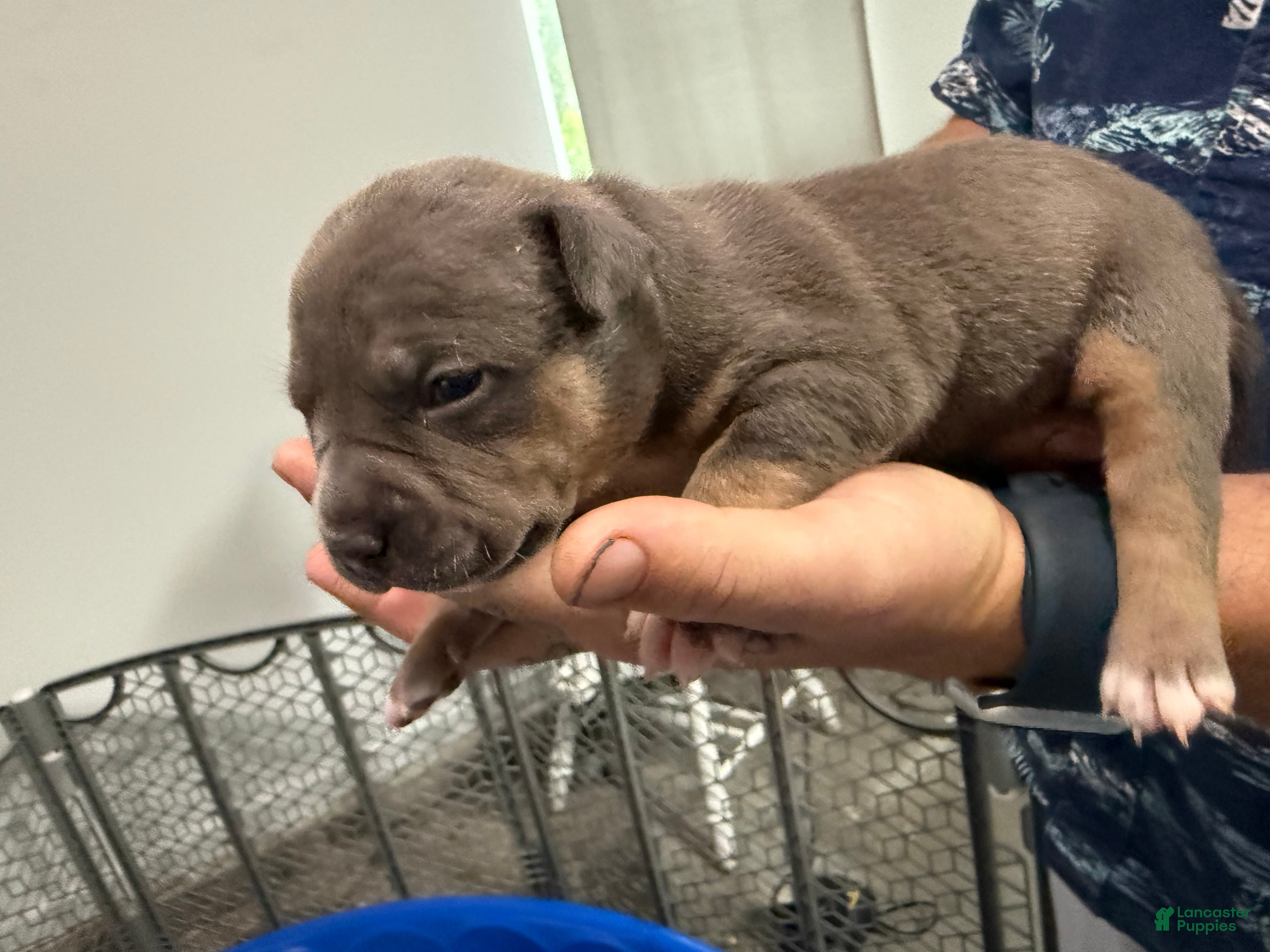 American Bully dogs Daisy - XL American Bully Puppy  - Ad 39